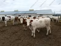 公牛, Holstein breed — 照片 3