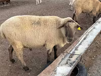 Ram, Hampshire sheep — photo 1