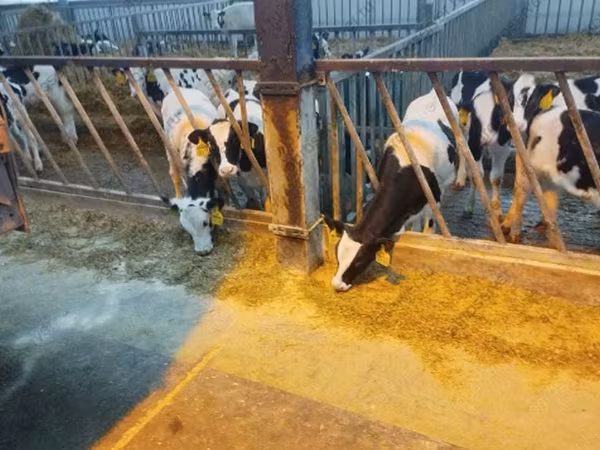 Бұқа, Yaroslavl cattle
