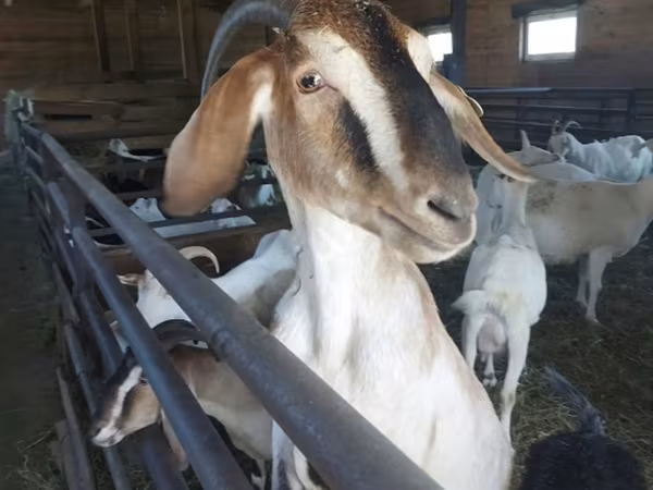 Ешкі, Nubian Goat