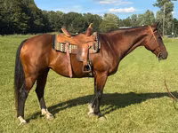 Stute, Quarter Horse — Foto 1
