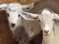 Ziege, Nubian Goat — Foto 1