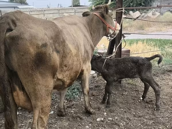 Сиыр, Simmental cattle