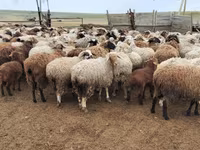 Қой, Katum sheep — 7-сурет
