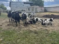 Bull, Cattle — photo 6