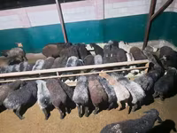 मेढ़ा, भेड़ — फ़ोटो 4