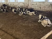 Bull, Russian Black pied cattle — photo 5