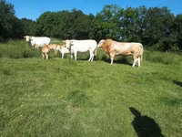 Бұқа, Blonde d’Aquitane cattle — 6-сурет