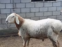 كبش, Arashan sheep — الصورة 1