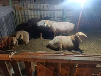 Sheep, Sheep — photo 3