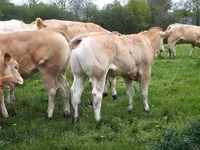 Бұқа, Blonde d’Aquitane cattle — 2-сурет