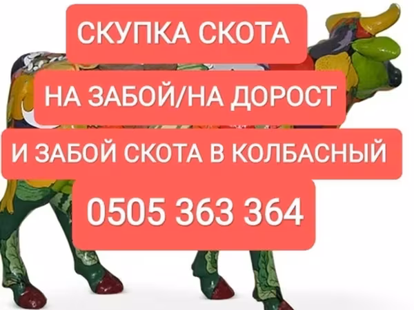 Бұқа, Ірі қара — Қырғызстан