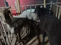 Carnero, Hissar sheep — foto 4