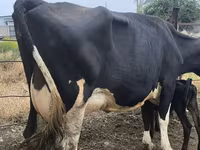 Cow, Russian Black pied cattle — photo 6