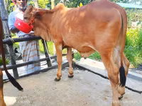 Toro, Ganado vacuno — foto 4
