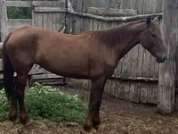 Mare, Horses — photo 3