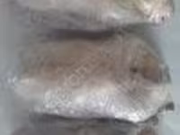 Geese — Foto 2