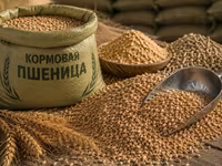 Кормовая пшеница 5 класса | Россия | Опт и розница | Россыпью и в — фото 4