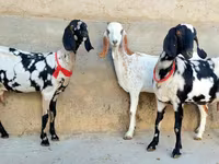 Ziege, Beetal goats — Foto 4