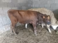 ثور, Simmental cattle — الصورة 7