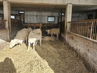 Vaca, Charolais cattle — foto 6