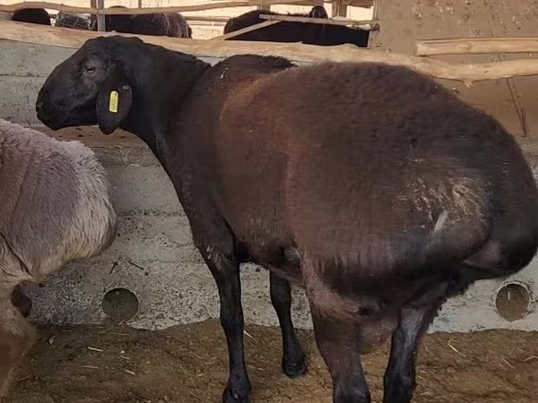 Ram, Sheep