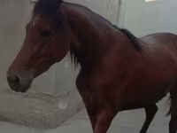 Бие, Anglo-Arabian — 4-сурет