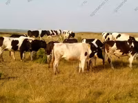 Bull, Holstein breed — photo 7