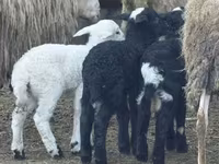 Қой, Katum sheep — 2-сурет