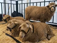 मेढ़ा, Kazakh fat-tailed coarsewool sheep — फ़ोटो 2