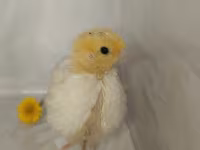 Quails — 4-сурет