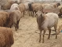 公羊, Hissar sheep — 照片 1