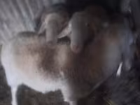 كبش, Assaf sheep — الصورة 1