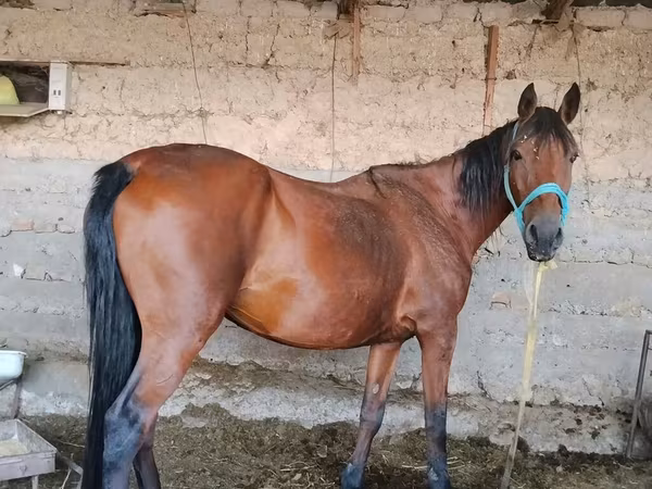 Mare, Horses — Kyrgyzstan