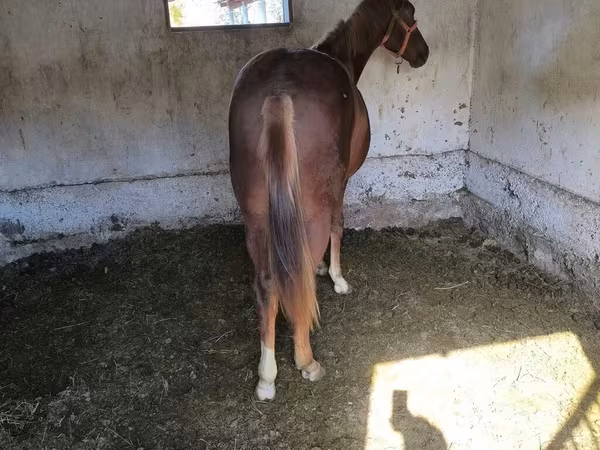 Hengst, Thoroughbred horse