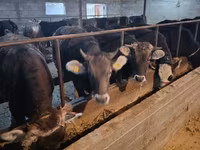 Сиыр, Swiss cattle — 3-сурет