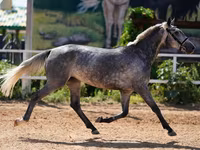 فرس, الخيول — الصورة 3