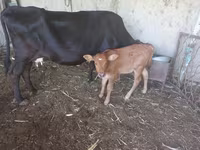 Cow, Cattle — photo 3