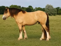 Айғыр, Gypsy horse — 1-сурет
