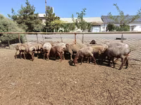 Ram, Arashan sheep — photo 1