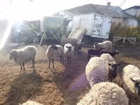 Schaf, Romanov sheep — Foto 5