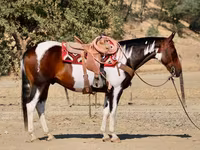 Айғыр, National Show Horse — 4-сурет