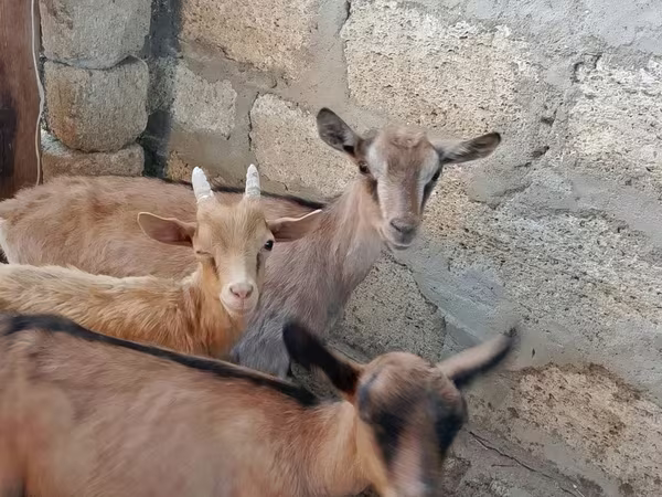عنزة, Saanen goat