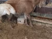Қой, West-Siberian mutton sheep — 4-сурет