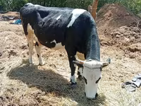 गाय, मवेशी — फ़ोटो 3
