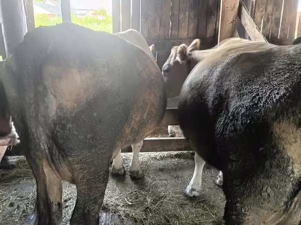 Сиыр, Simmental cattle — Қазақстан