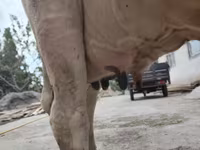 गाय, हेरफोर्ड — फ़ोटो 4
