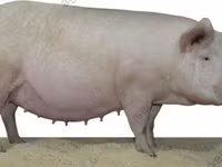 母猪, Pigs — 照片 4