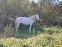 Yegua, Trakehner — foto 1