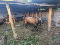 Теке, LaMancha goats — 2-сурет